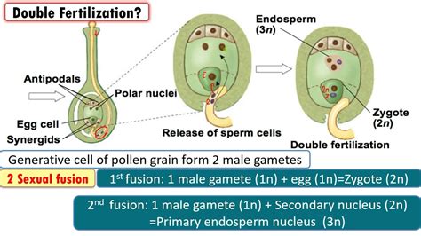 double fertilization in angiosperms results in:|Double Fertilization in Angiosperms .